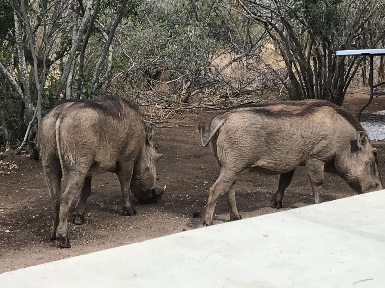 Lindiwe Safari Lodge Hoedspruit Ngoại thất bức ảnh